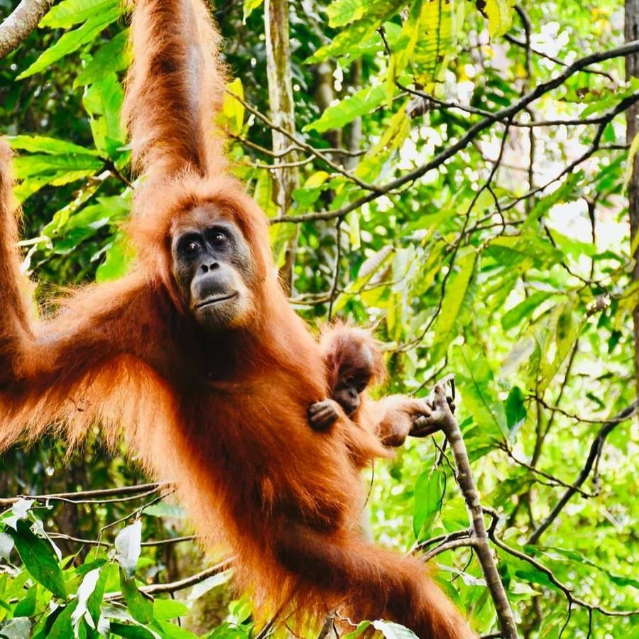 Fun Family Guest House N Jungle Tour Букит-Лаванг Экстерьер фото