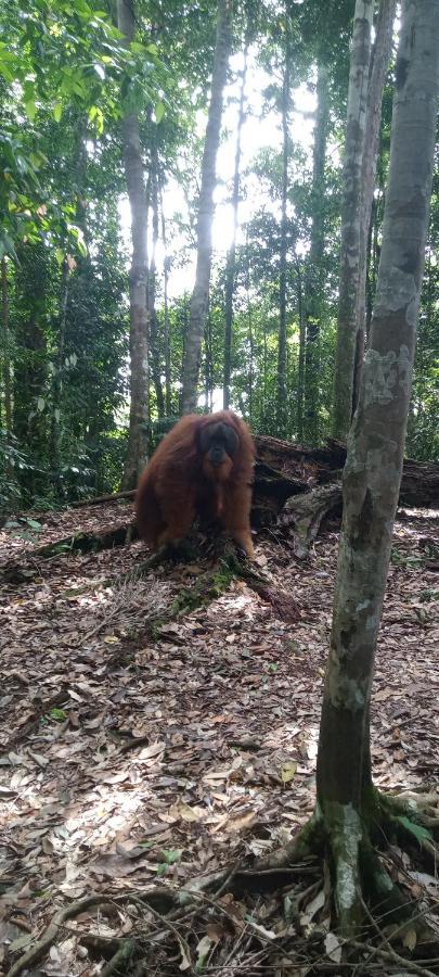 Fun Family Guest House N Jungle Tour Букит-Лаванг Экстерьер фото